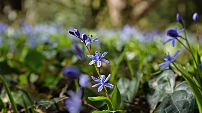 Spring flowers in the sunshine, Dyffryn Gardens, Vale of Glamorgan